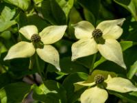 Japanischer Blumen-Hartriegel